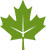 maple leaf
